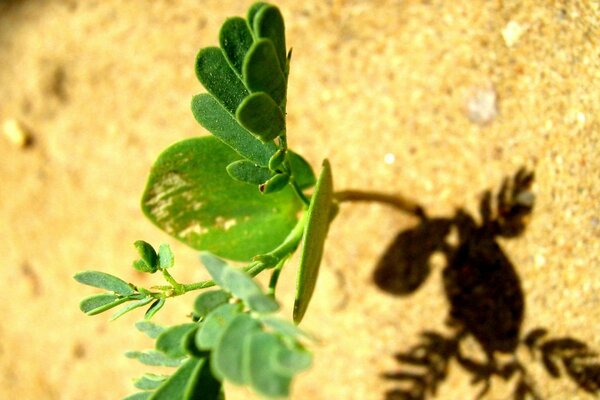 A green sprout makes its way through the sand