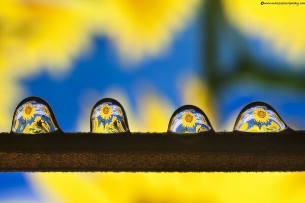 Immagine in una goccia. Fotografia macro. Girasole in una goccia