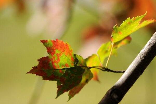 The last leaves of the outgoing summer