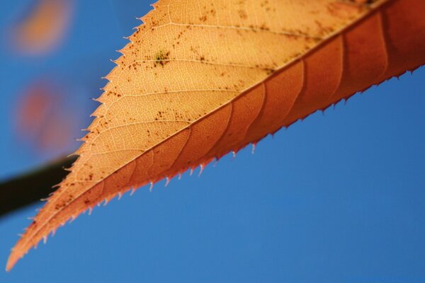 Gelb-orangefarbenes Blatt auf einem blauen Himmelshintergrund