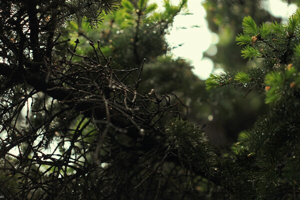 Conifere. Bosco di conifere. Natura