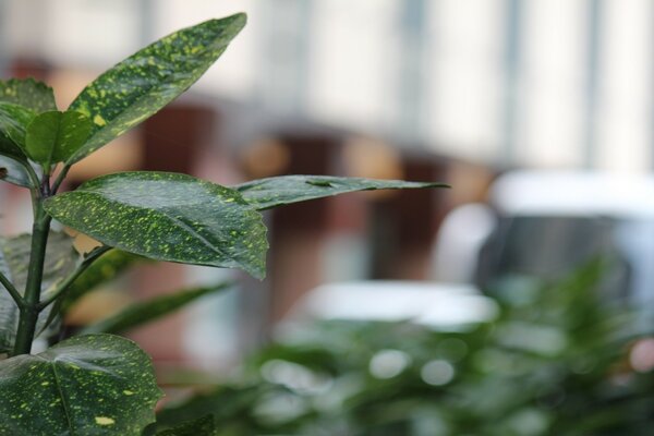 Ficus Benjamin. Plantes d appartement. Belles feuilles