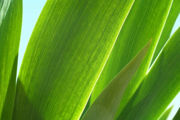 Les longues feuilles de la plante sont brillamment éclairées par le soleil