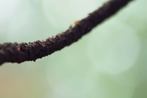 A dark tree branch with partial focus on its bark with a blurry light background