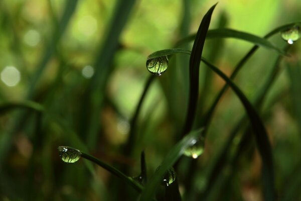 Dew on a green meadow