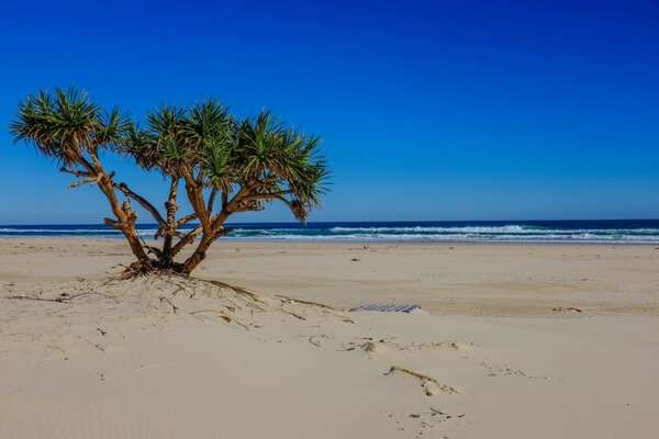 Arbusto exótico na areia da Costa Tropical