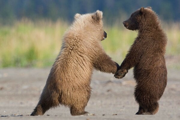 Two teddy bears walking and holding hands