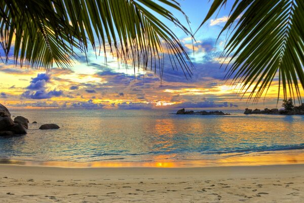 Palm trees, sea, sand -it s so exciting