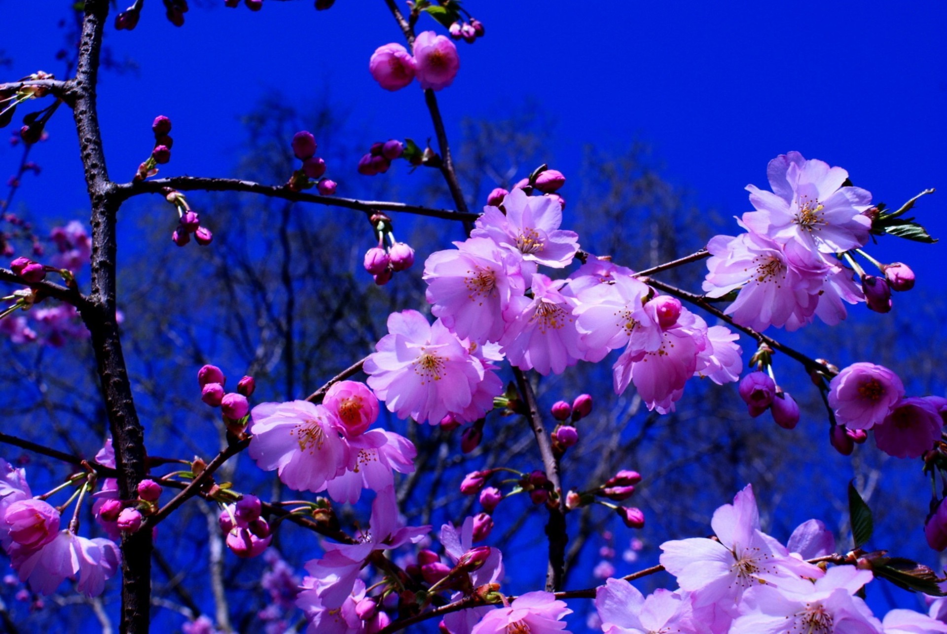 printemps fleur branche nature jardin flore arbre bluming saison pétale cerise couleur floral feuille lumineux copain croissance à l extérieur délicat belle