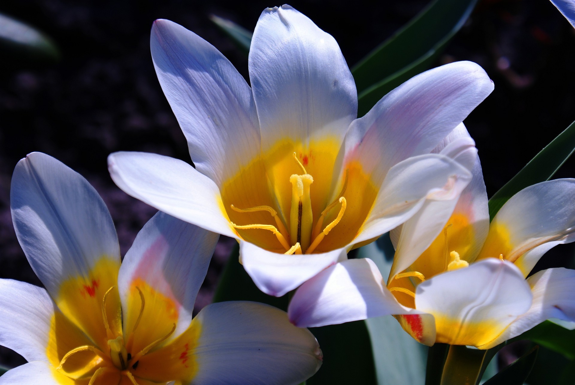 closeup flower nature flora easter color leaf garden petal tulip bright blooming floral love summer