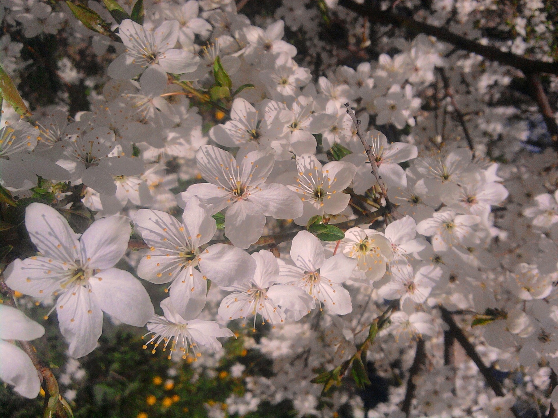 ağaçlarda çiçekler çiçek flora ağaç doğa kiraz şube bahçe yaprak büyüme çiçeklenme sezon açık havada dostum taçyaprağı renk elma çiçek park yakın çekim