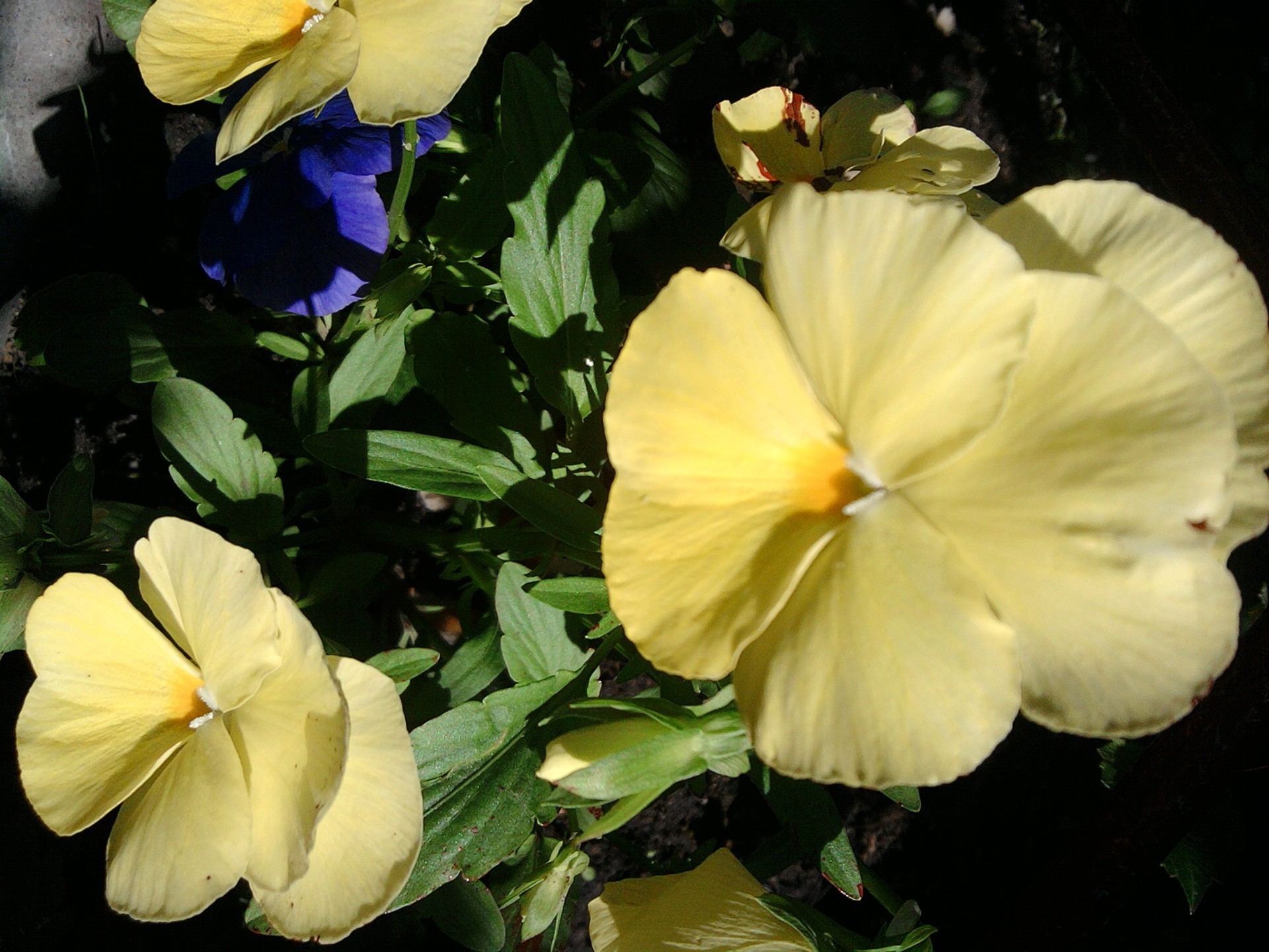 closeup flower flora nature leaf petal garden floral blooming color bright summer close-up