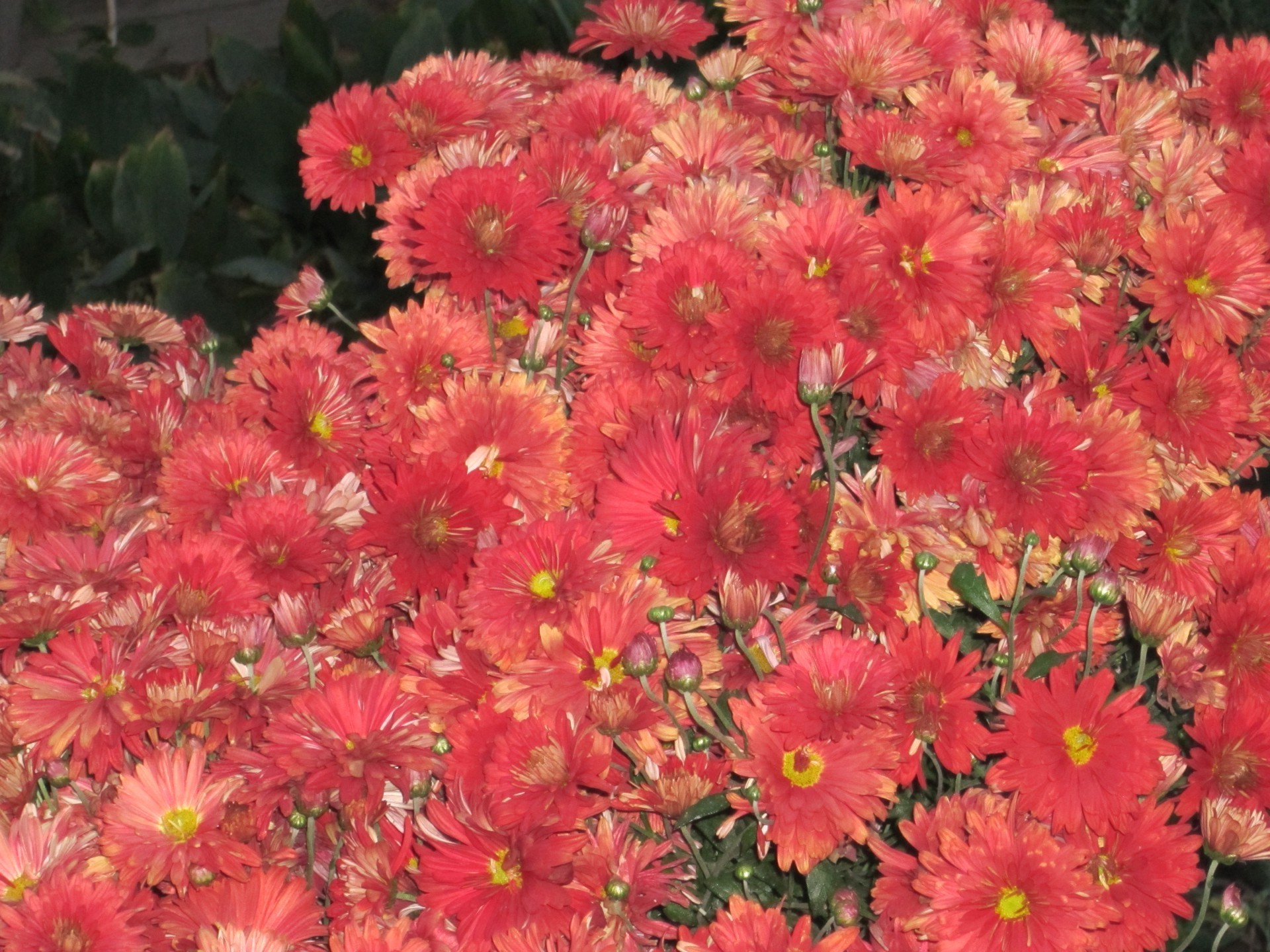 chrysanthemen blume blumen flora natur blütenblatt blühen sommer garten hell farbe schön blumenstrauß blatt hell dekoration botanisch wachstum schließen saison