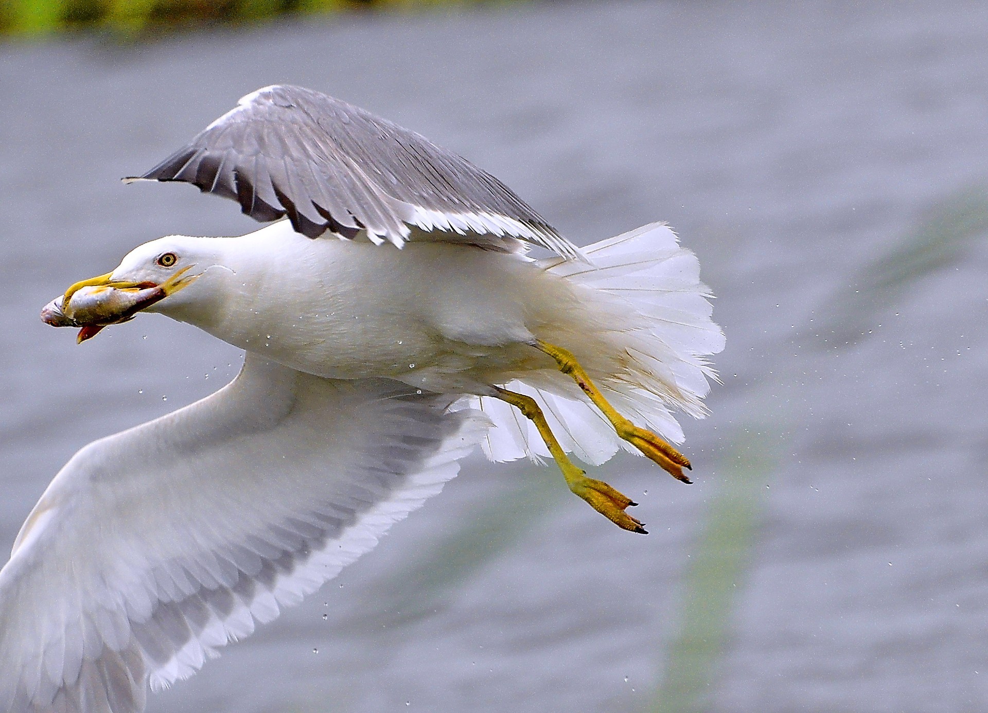 gaivota pássaro natureza vida selvagem animal pena selvagem bico voo asa água gaivota lago voar