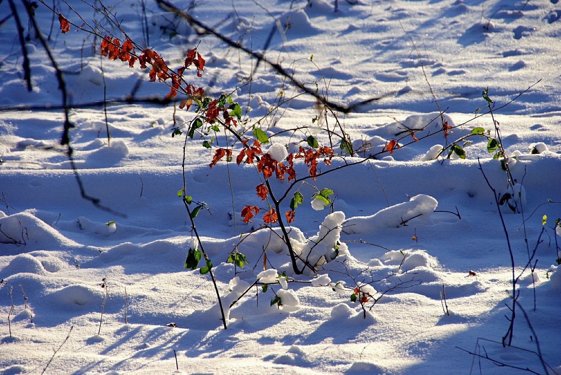 winter schnee jahreszeit frost natur kälte landschaft baum eis im freien schnee-weiß gefroren holz gutes wetter zweig himmel wetter frostig hell