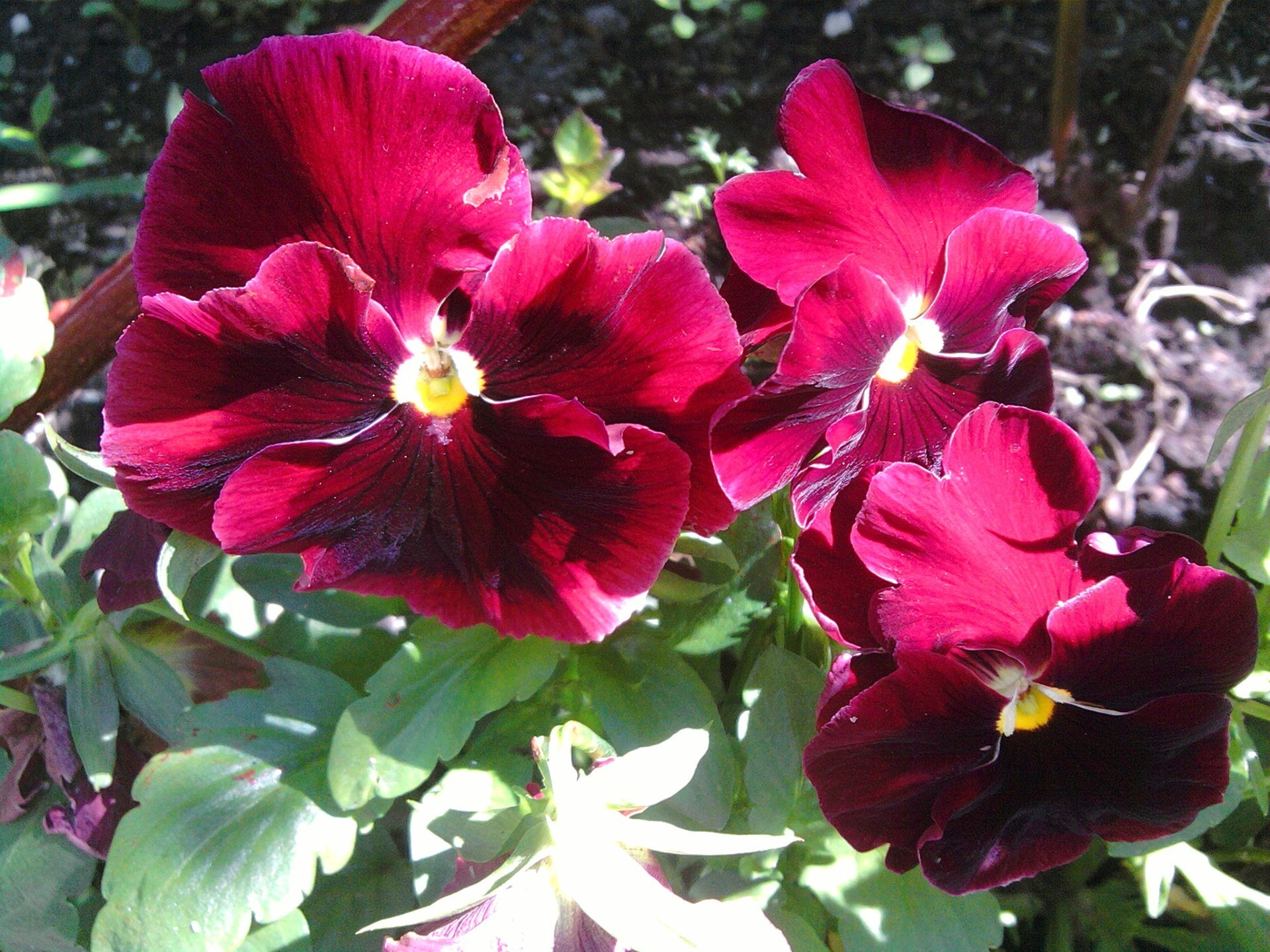 aiuole fiore natura giardino flora foglia petalo floreale fiore estate colore botanico bella vivid crescita close-up tropicale parco viola bouquet