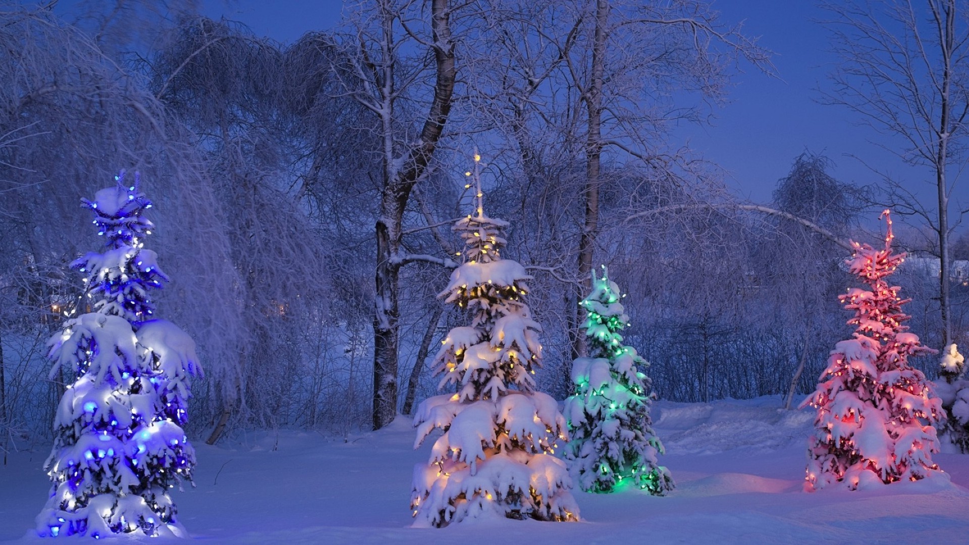 new year winter snow tree cold wood landscape frost outdoors fall season christmas nature