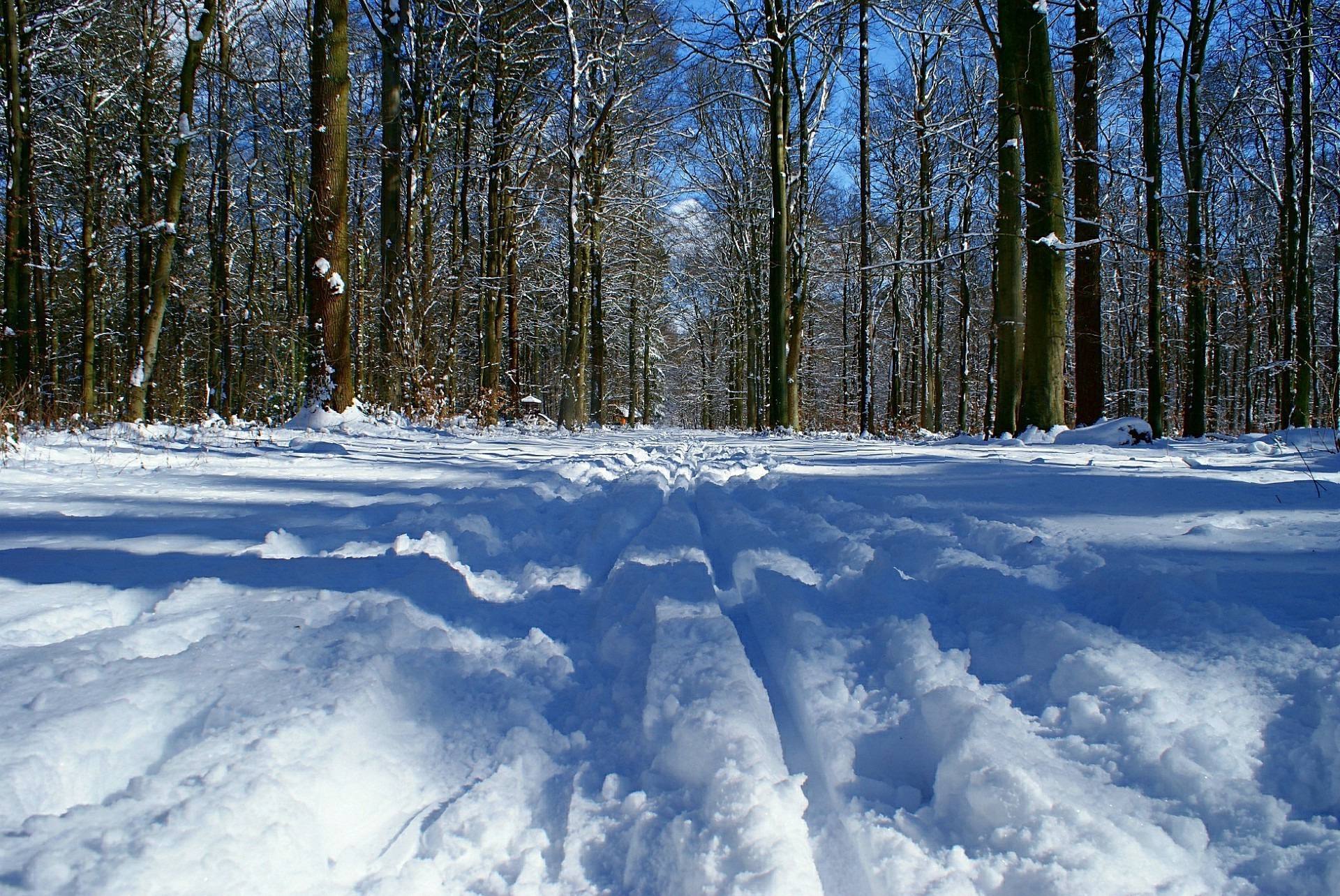 winter snow frost cold wood landscape weather tree nature ice season scenic outdoors frozen fair weather scene