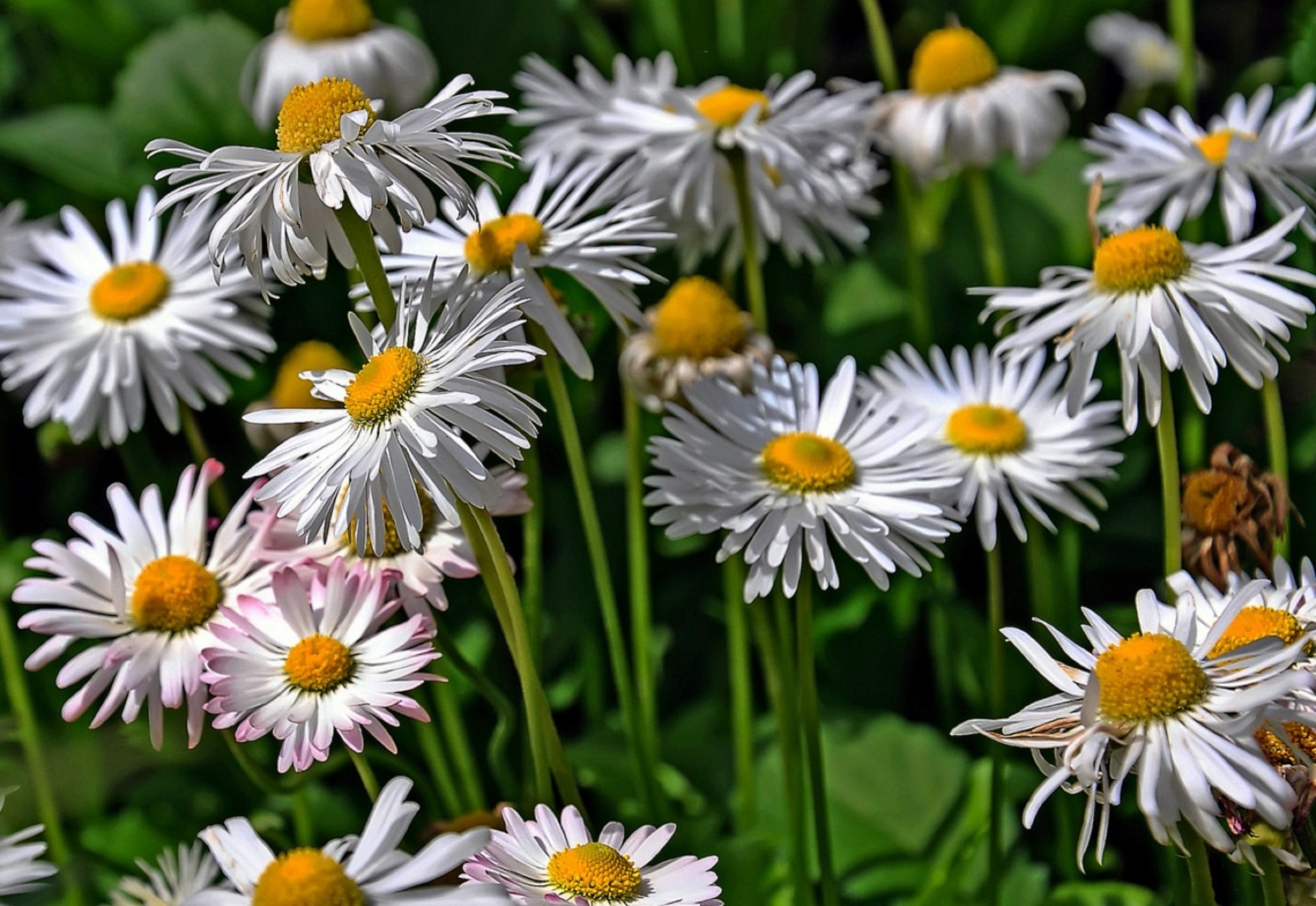 zbliżenie natura kwiat flora lato liść stokrotki kwiatowy ogród jasny bluming płatek wzrost kolor sezon