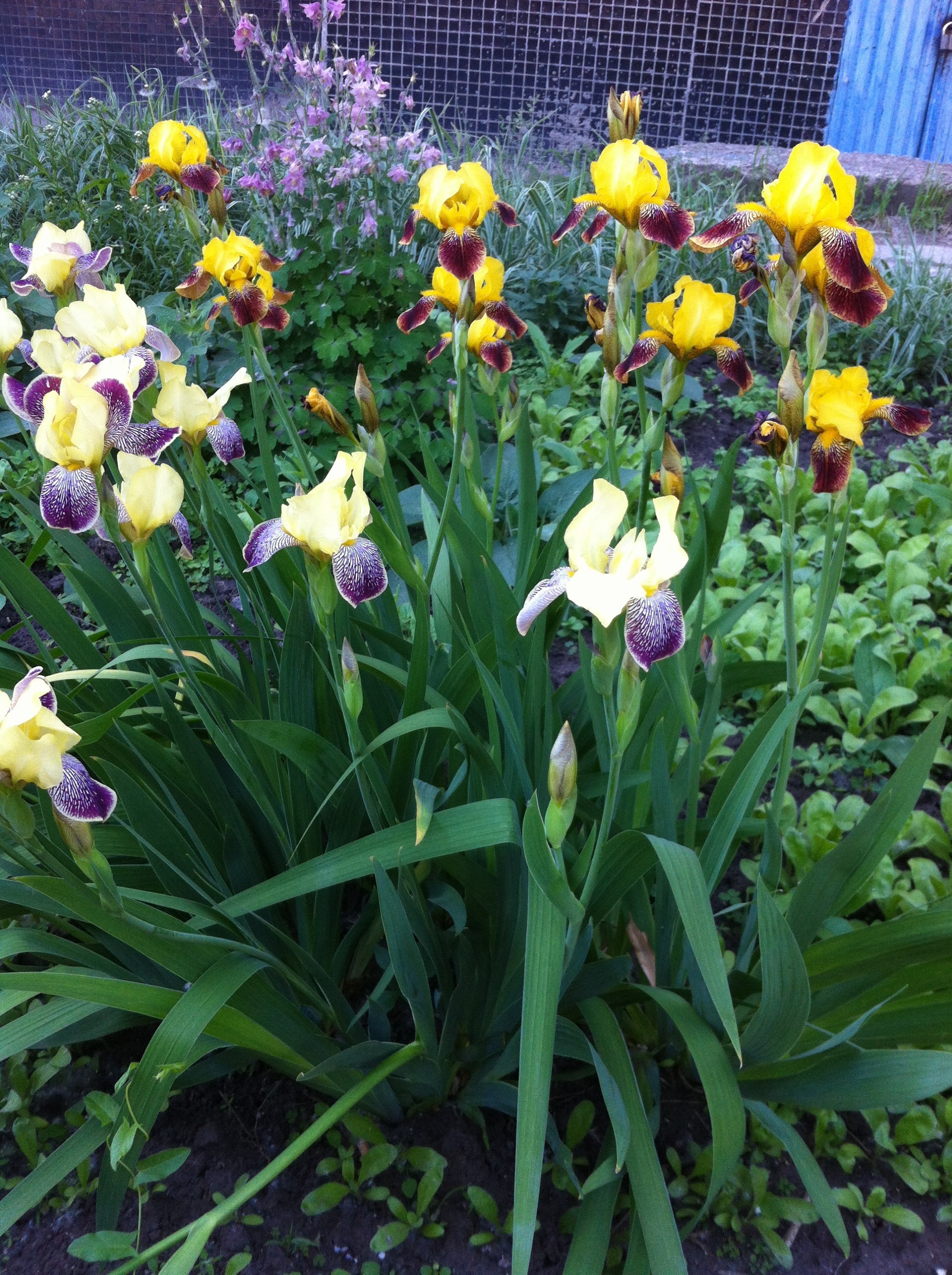 fleurs fleur jardin flore nature feuille floral pétale tulipe bluming été couleur saison pâques lumineux parc herbe croissance bouquet champ