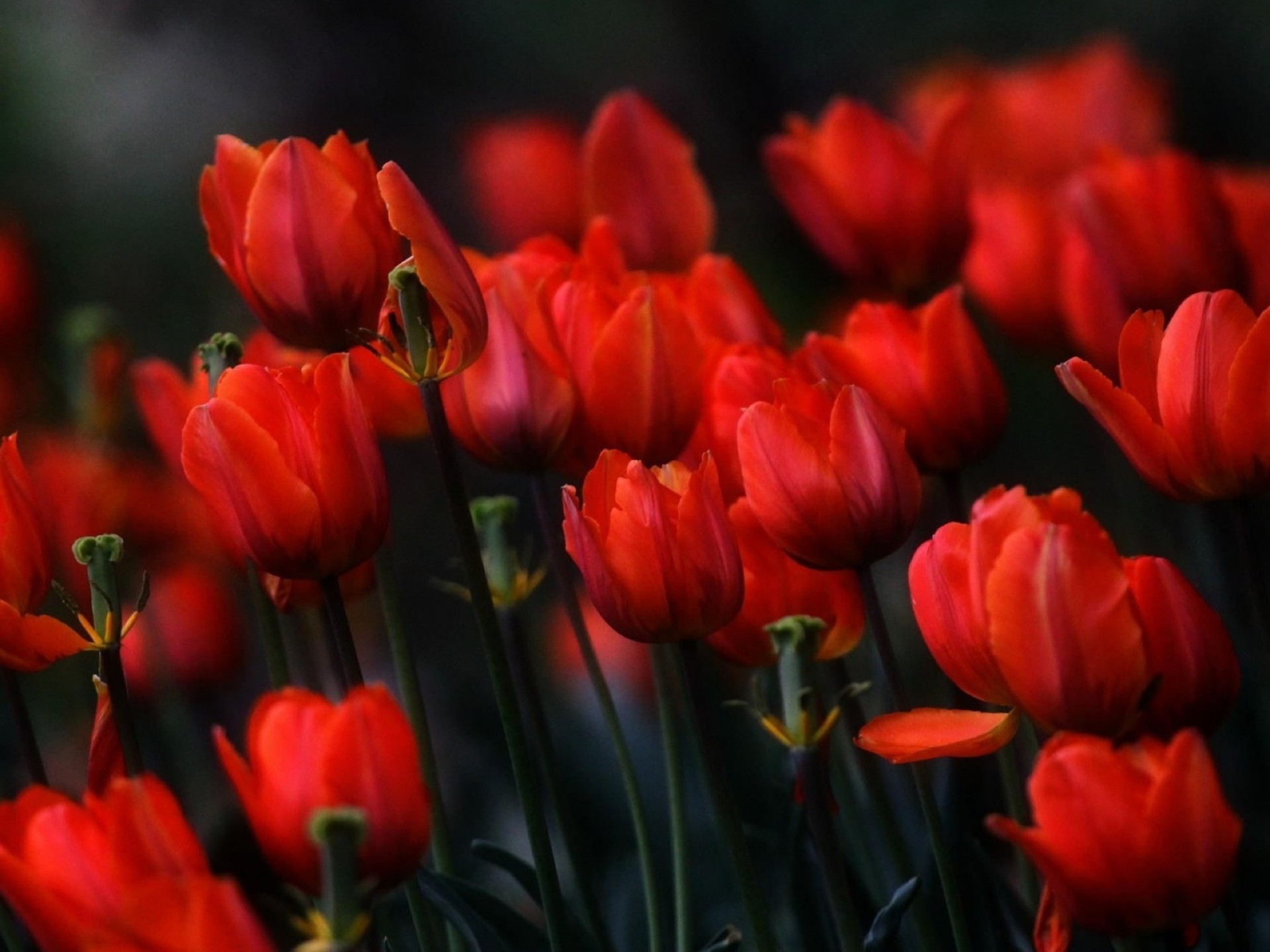 flores tulipa flor natureza flora jardim folha cor floral lâmpada pétala brilhante crescimento páscoa blooming verão buquê ao ar livre parque campo