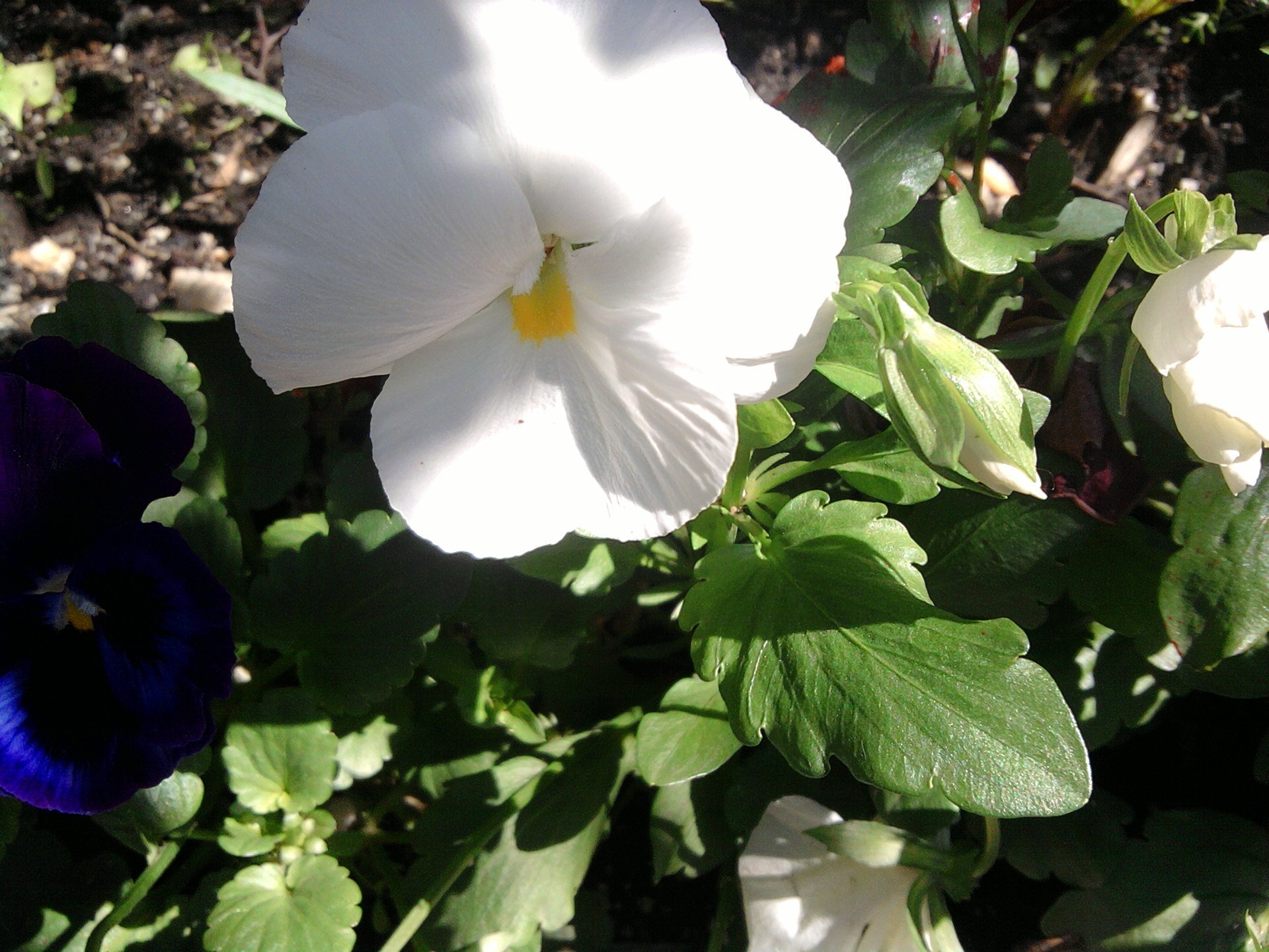 yakın çekim çiçek doğa yaprak flora bahçe yaz renk parlak açık havada