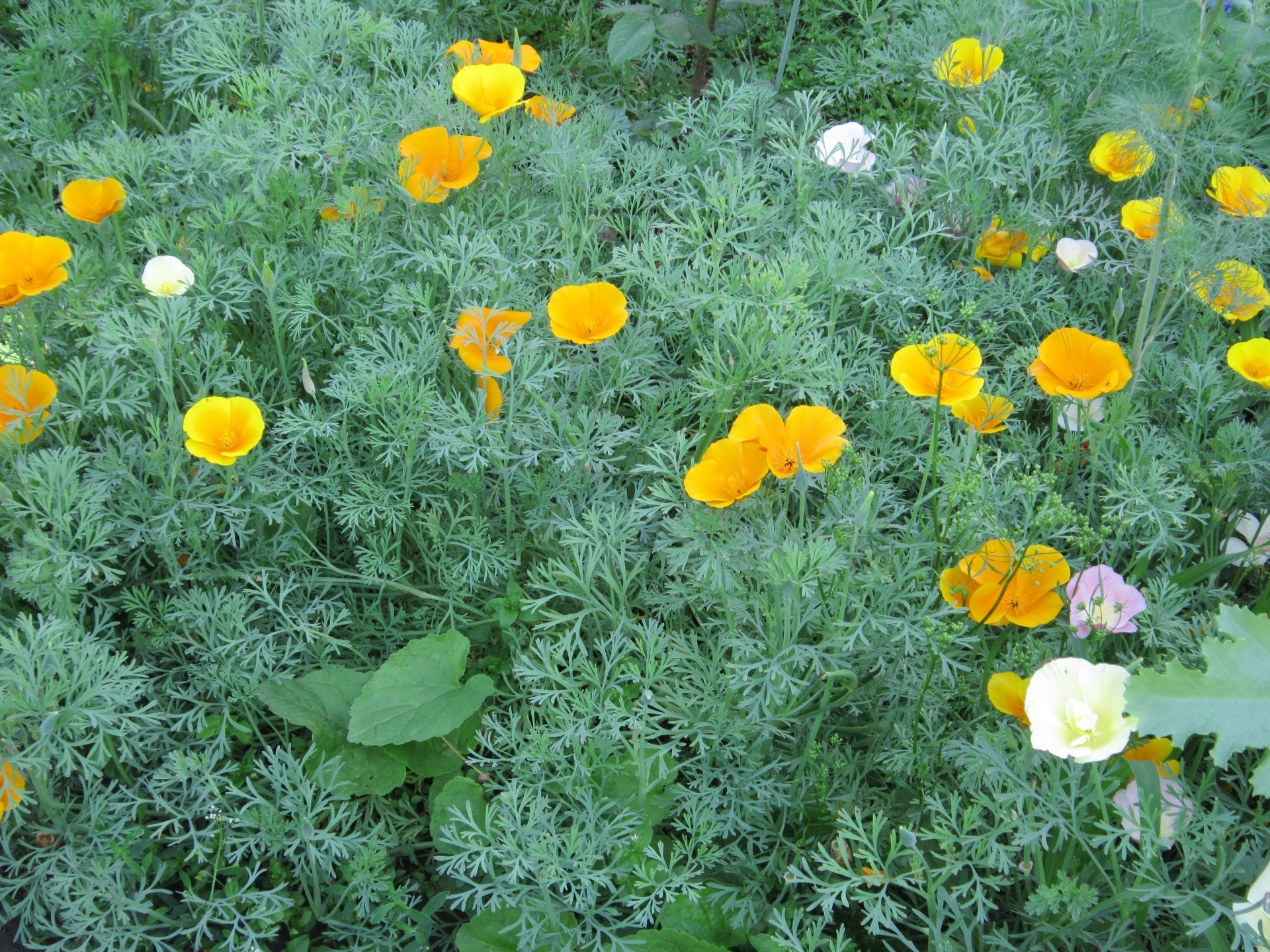 canteiros de flores com flores flora natureza folha jardim flor verão grama floral campo brilhante ao ar livre cor poppy blooming pétala feno temporada quarta-feira crescimento