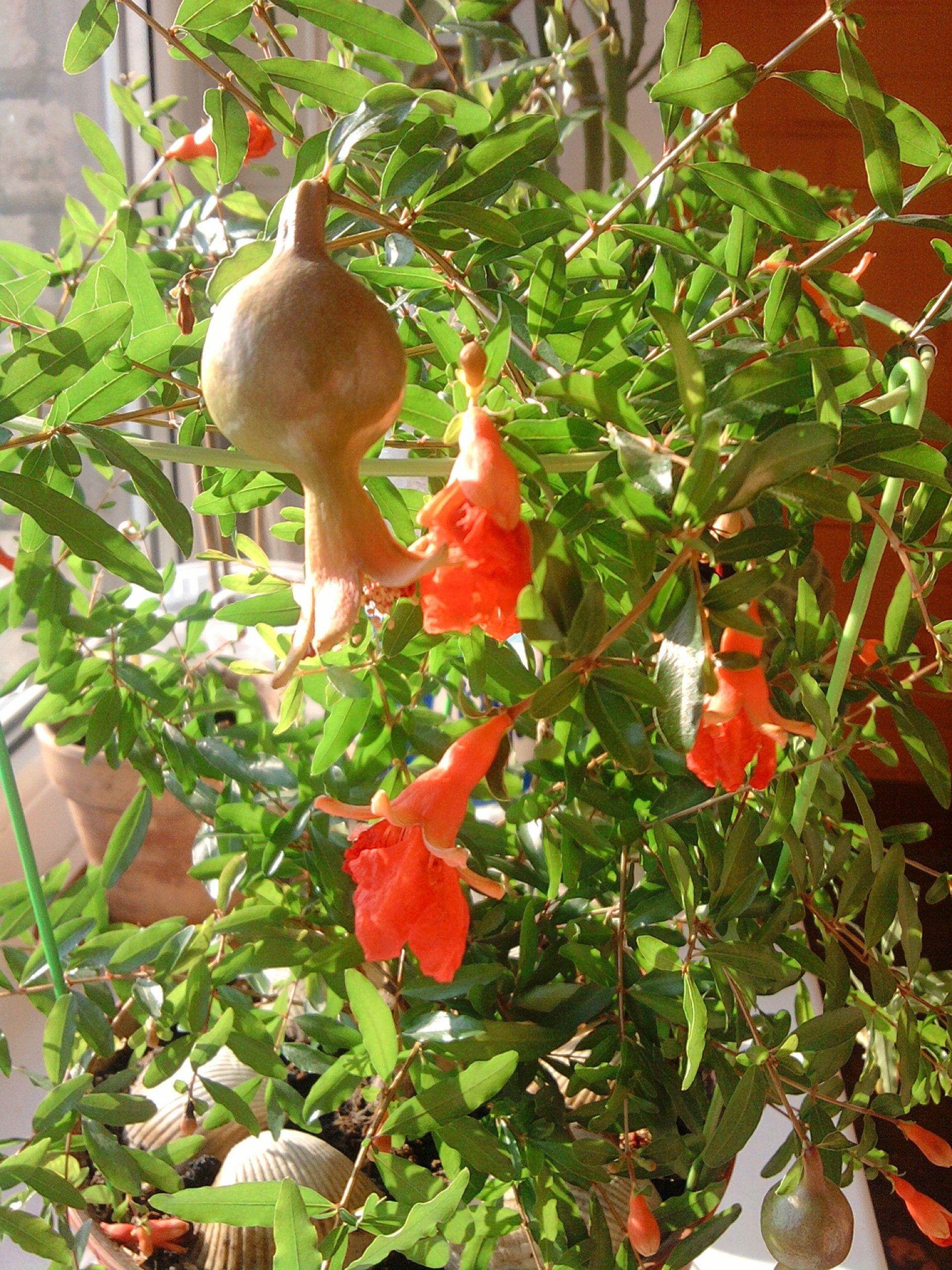 vazoda veya tencerede yaprak doğa yemek ağaç şube bahçe sezon flora meyve sağlıklı sebze renk asılı yaz yakın çekim sağlık çalı mera tarım