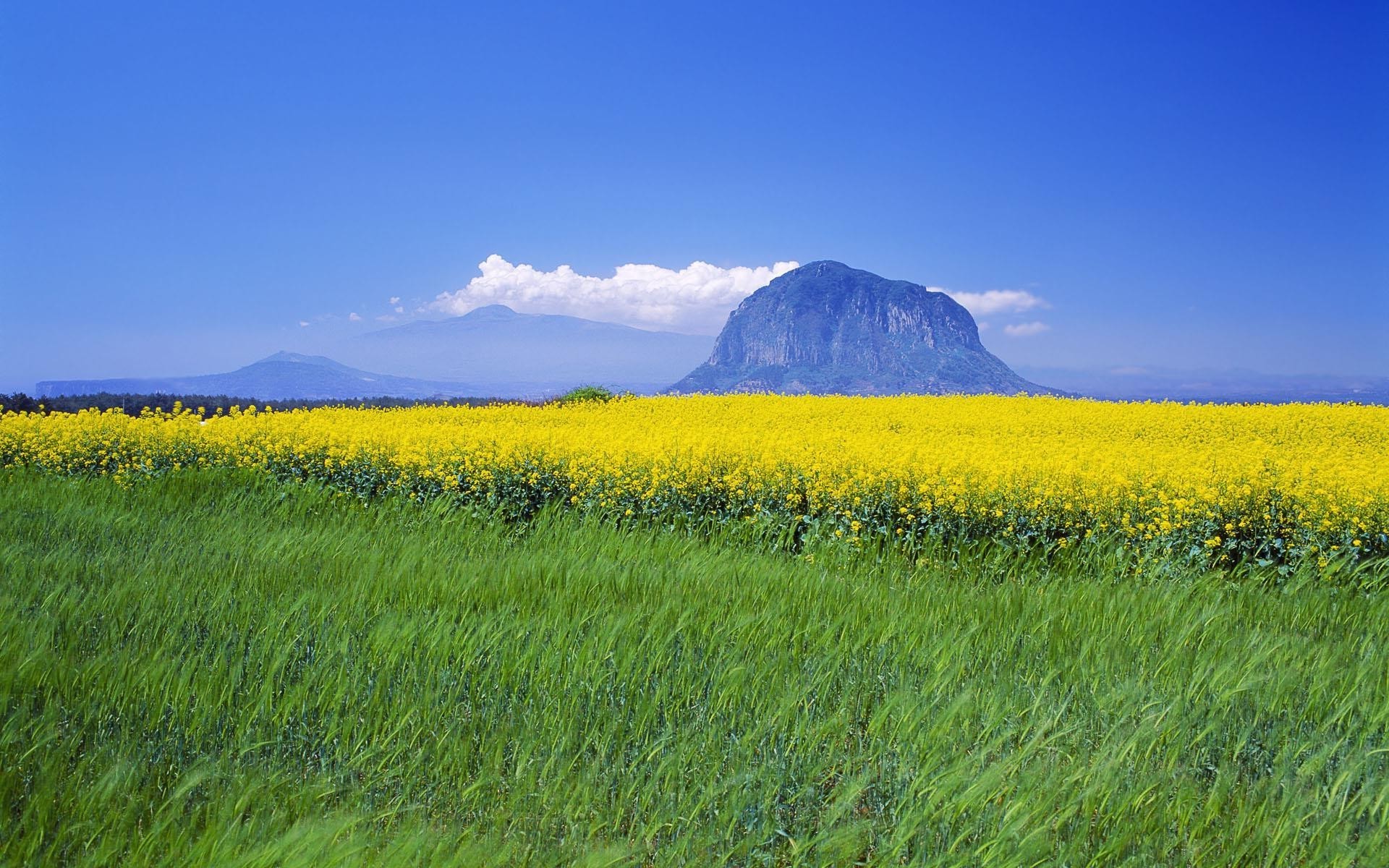 природа поле горы скалы желтые цветы скачать