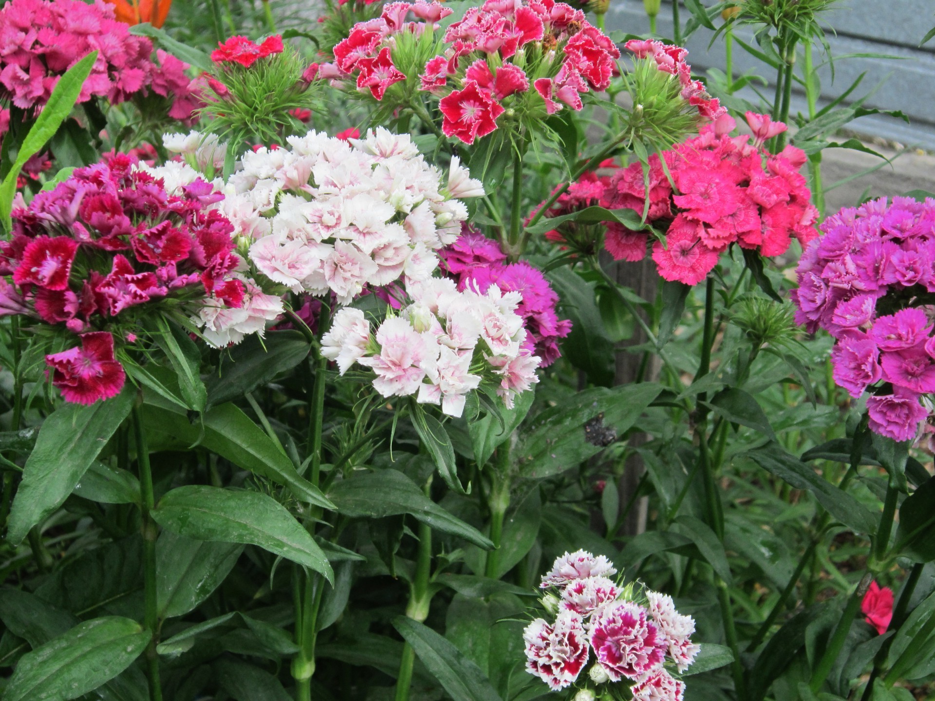 bahçe çiçekleri çiçek flora çiçek bahçe doğa çiçeklenme taçyaprağı yaprak yaz buket renk botanik yatak küme parlak dekorasyon parlak sardunya çiçekçi gül