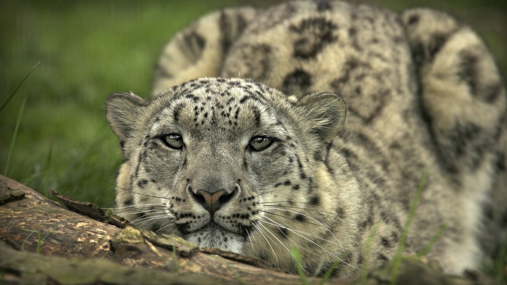 geparden tierwelt säugetier katze raubtier wild tier zoo fleischesser natur safari jäger groß leopard fell gefährdet dschungel gepard porträt panther auge