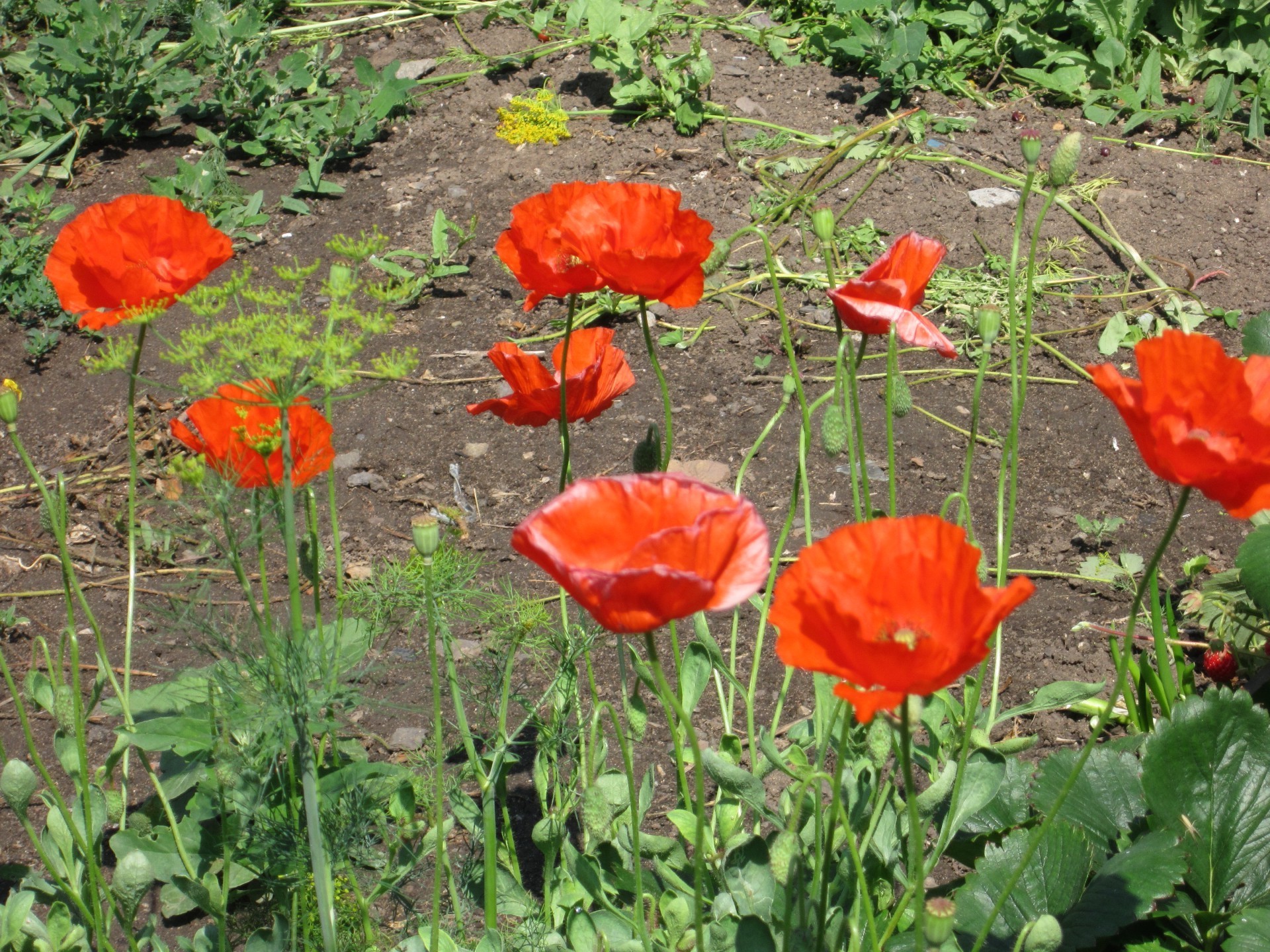 aiuole fiore papavero natura flora giardino estate foglia colore fioritura all aperto floreale campo stagione petalo crescita vivido fieno vivido erba