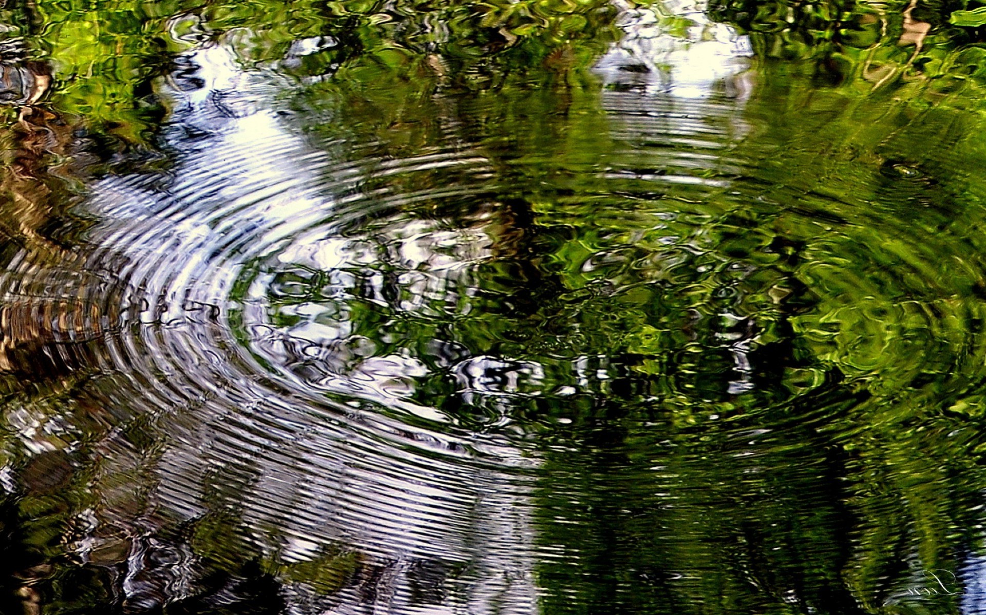 rivières étangs et ruisseaux étangs et ruisseaux eau nature réflexion feuille piscine été rivière à l extérieur flore lac paysage parc bois bois