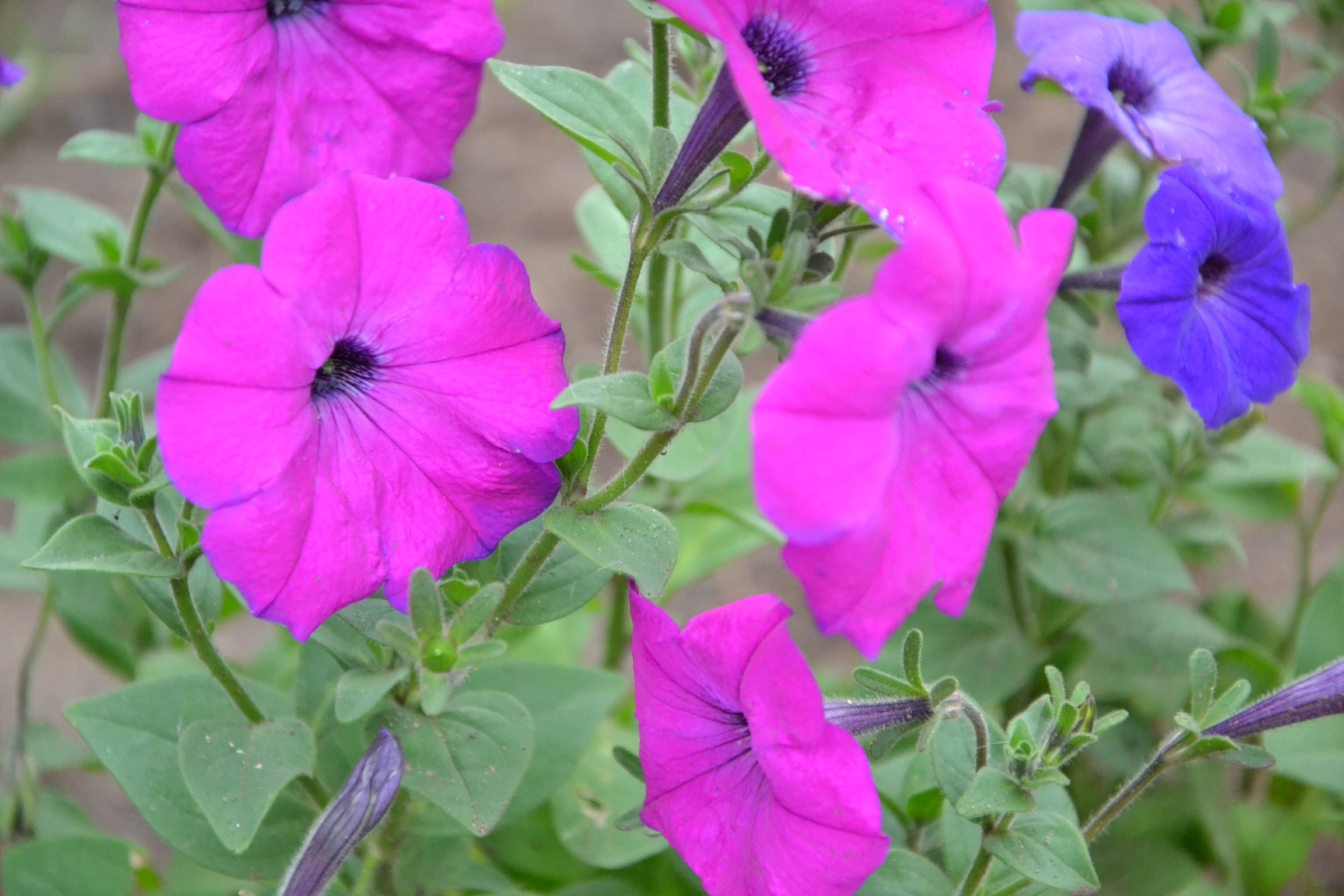 çiçek tarhları çiçek flora doğa bahçe yaz yaprak çiçek açan çiçek renk petal botanik yakın çekim parlak güzel