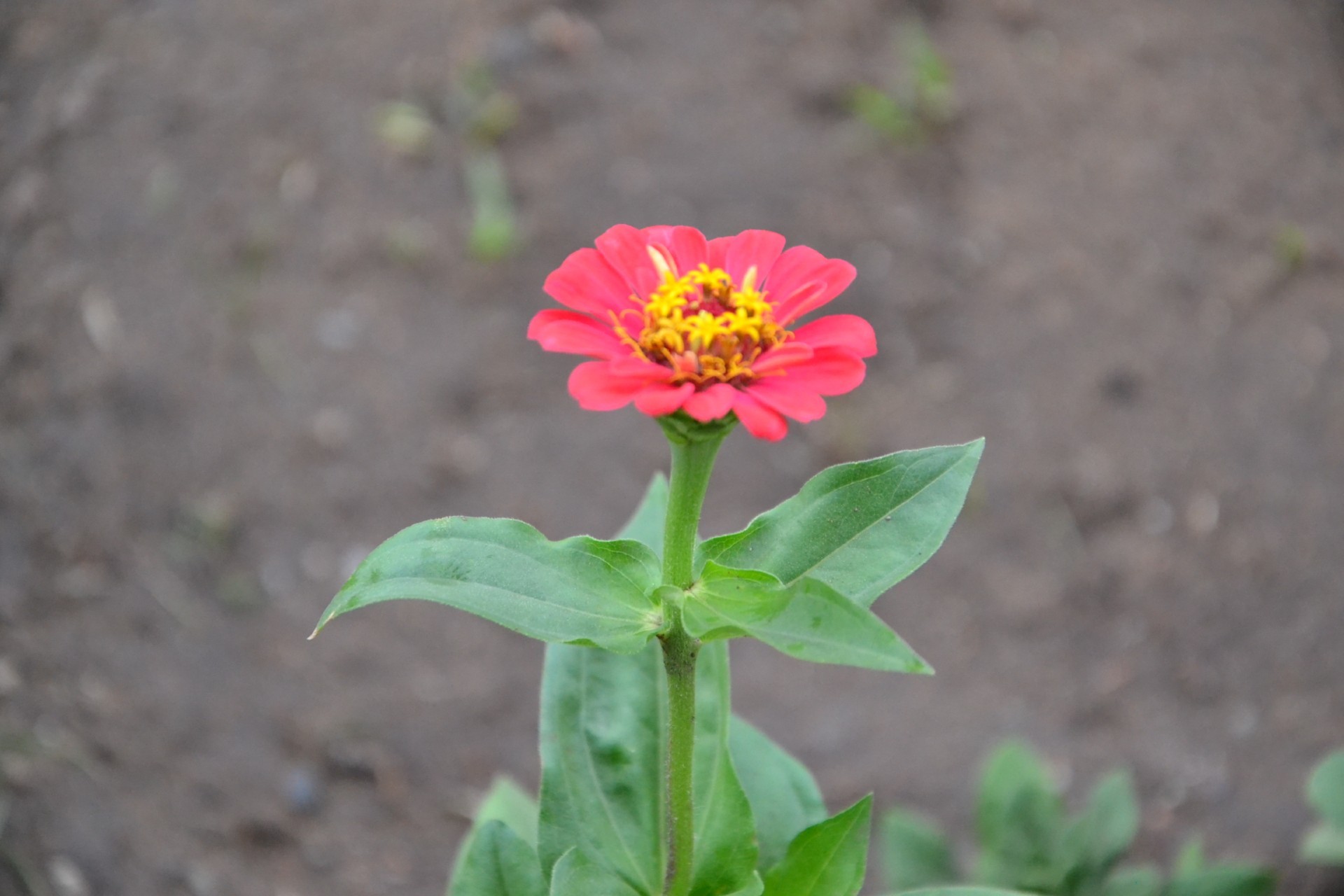 flower beds nature summer outdoors flower leaf garden