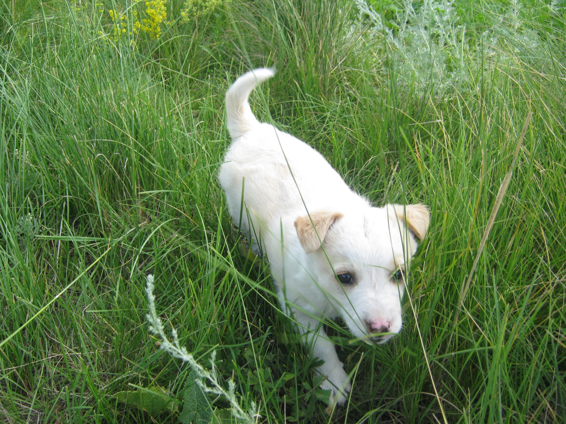 cani erba animale carino natura cane piccolo mammifero estate ritratto giovane animale domestico all aperto domestico fieno campo vista