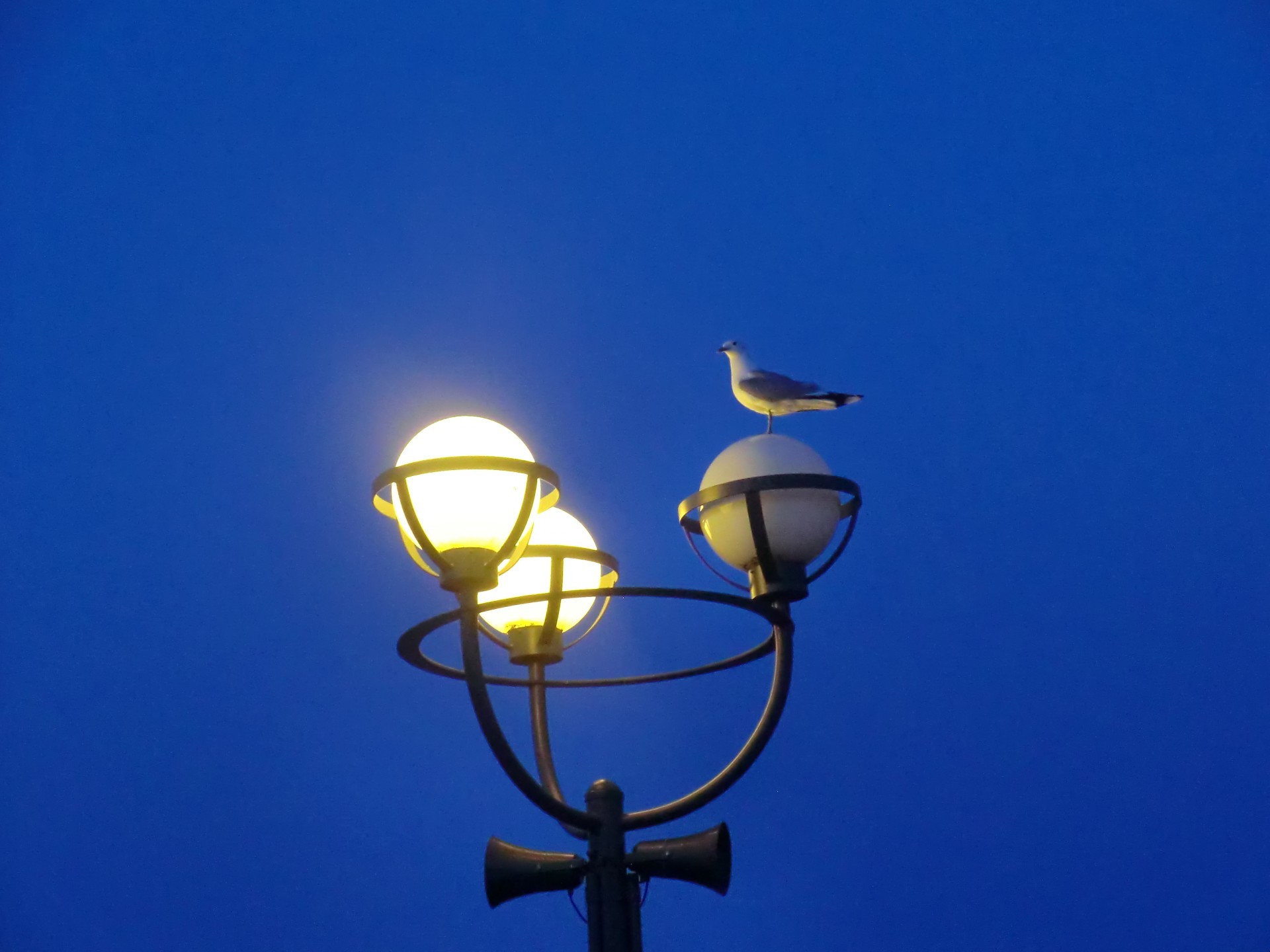 aves aquáticas lâmpada céu luz brilhante lanterna sol semáforo ao ar livre alta iluminado poste de luz