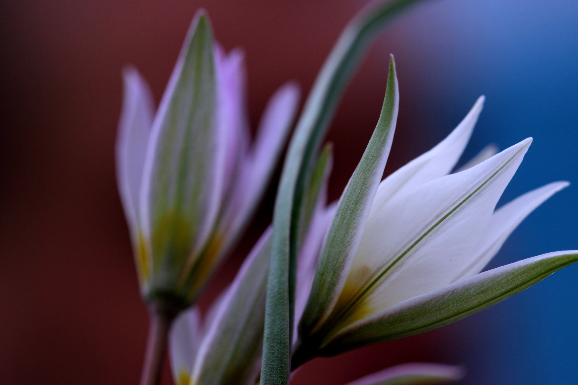 fleurs sauvages nature fleur flore feuille jardin été couleur lumineux délicat belle croissance