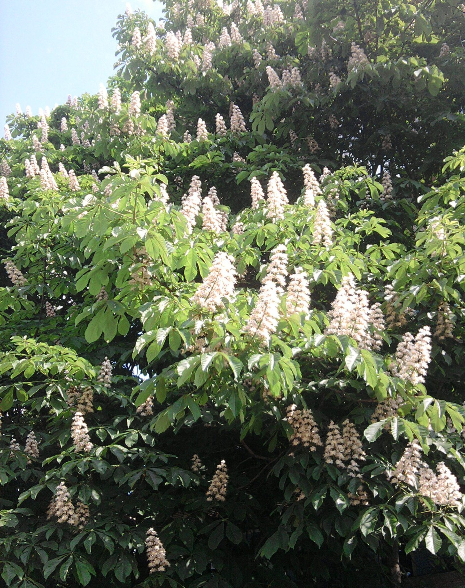 printemps jardin arbre flore fleur nature parc feuille arbuste saison été croissance à l extérieur bluming environnement paysage botanique scène à l extérieur ensoleillé