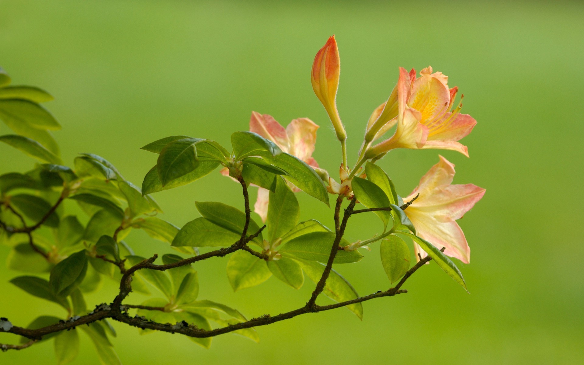 gros plan nature feuille croissance fleur flore été jardin lumineux à l extérieur beau temps arbre branche