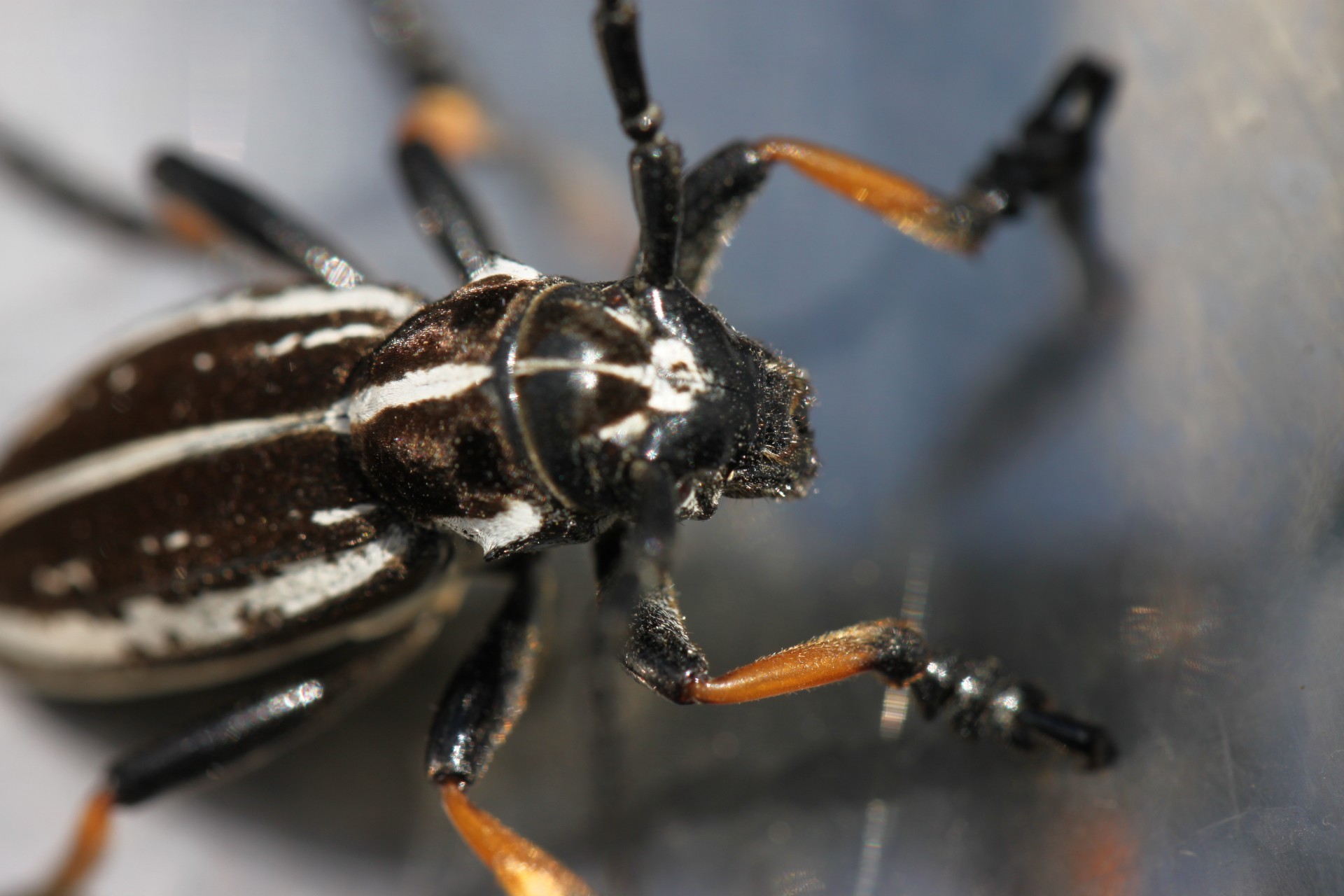 insetos invertebrados inseto besouro sozinho natureza vida selvagem pequeno