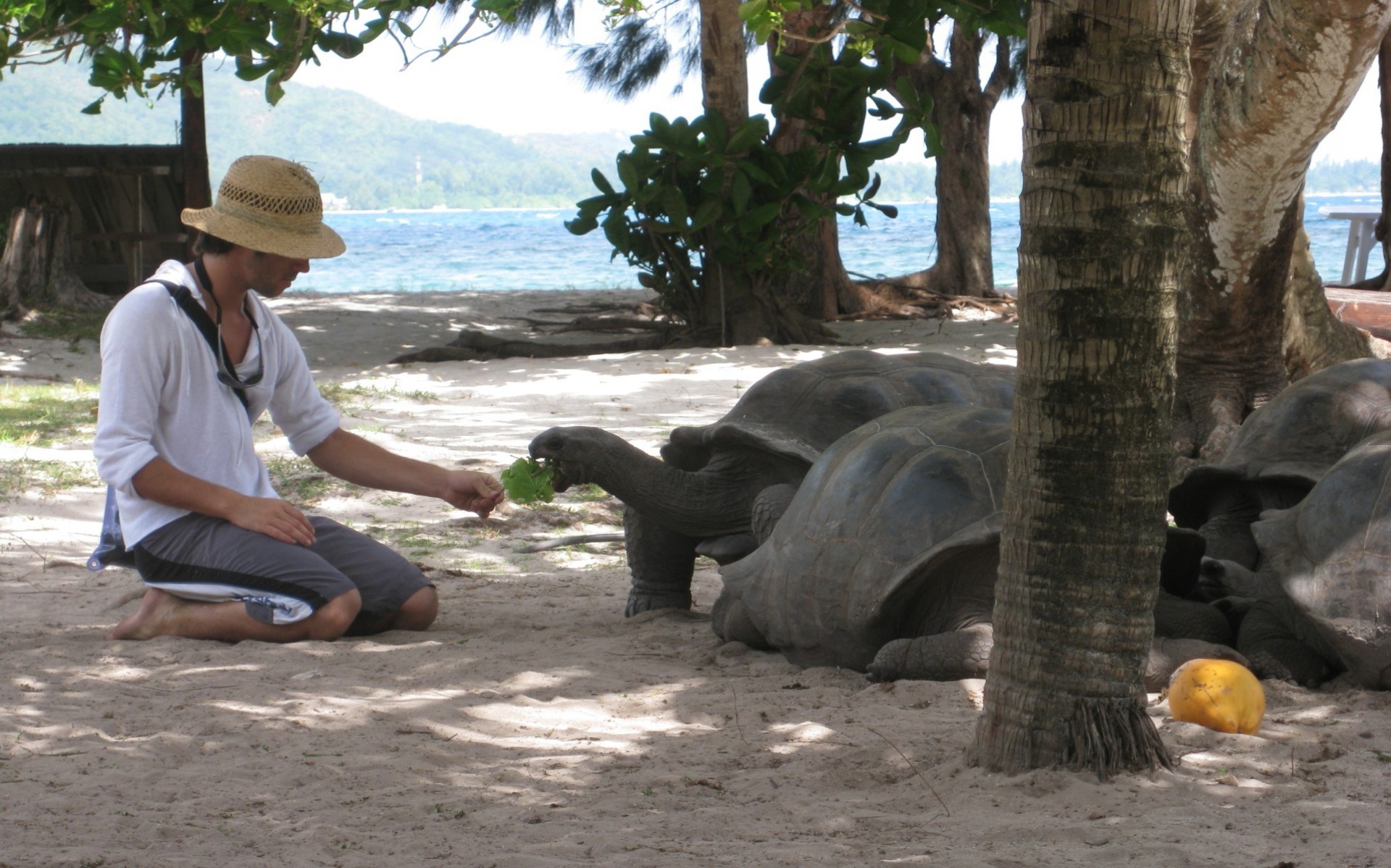 animales marinos solo agua viajes adulto árbol tropical al aire libre ocio mujer niño ocio hombre luz del día