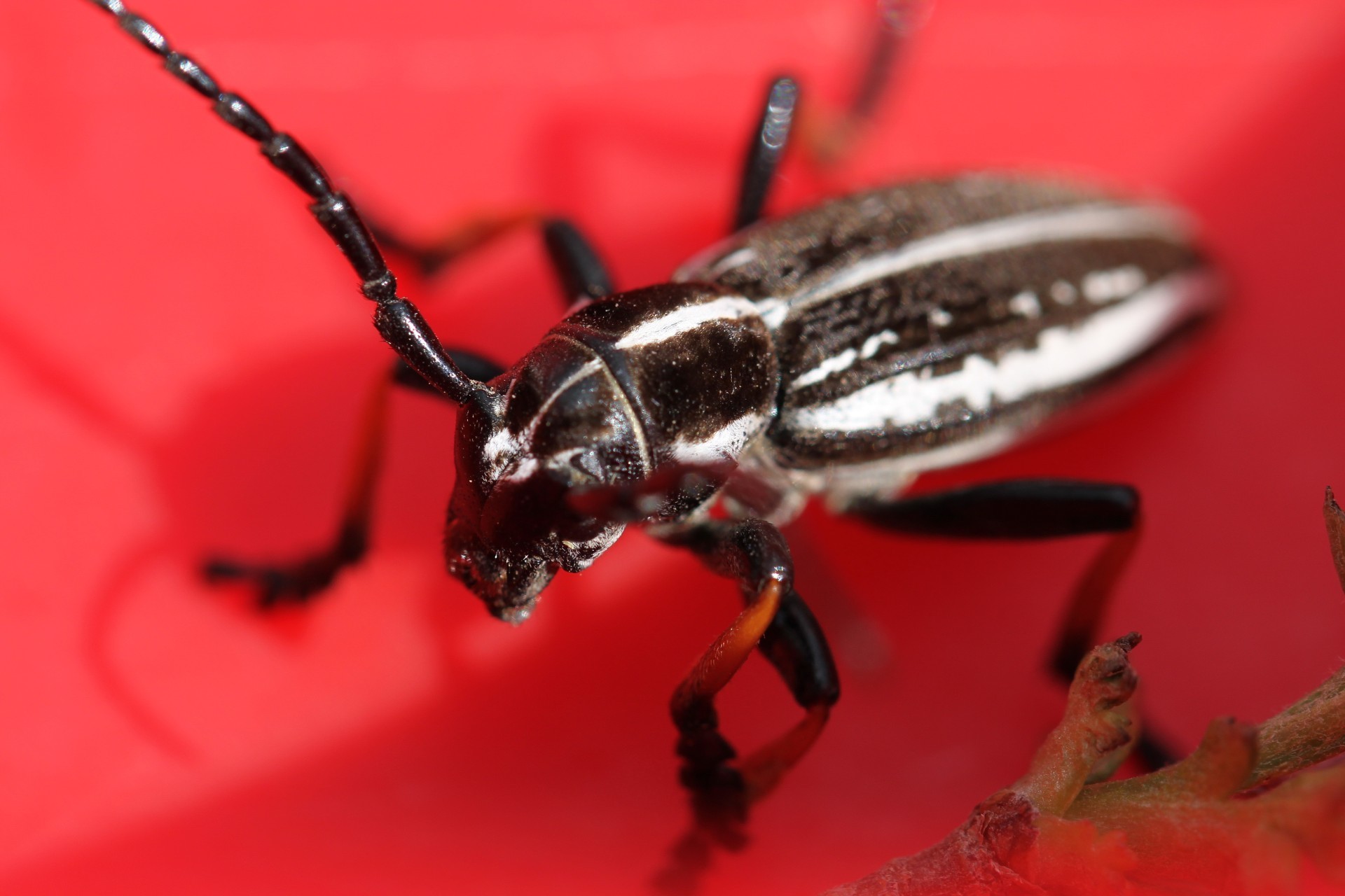 käfer wirbellose insekt einzelne tierwelt natur im freien wenig