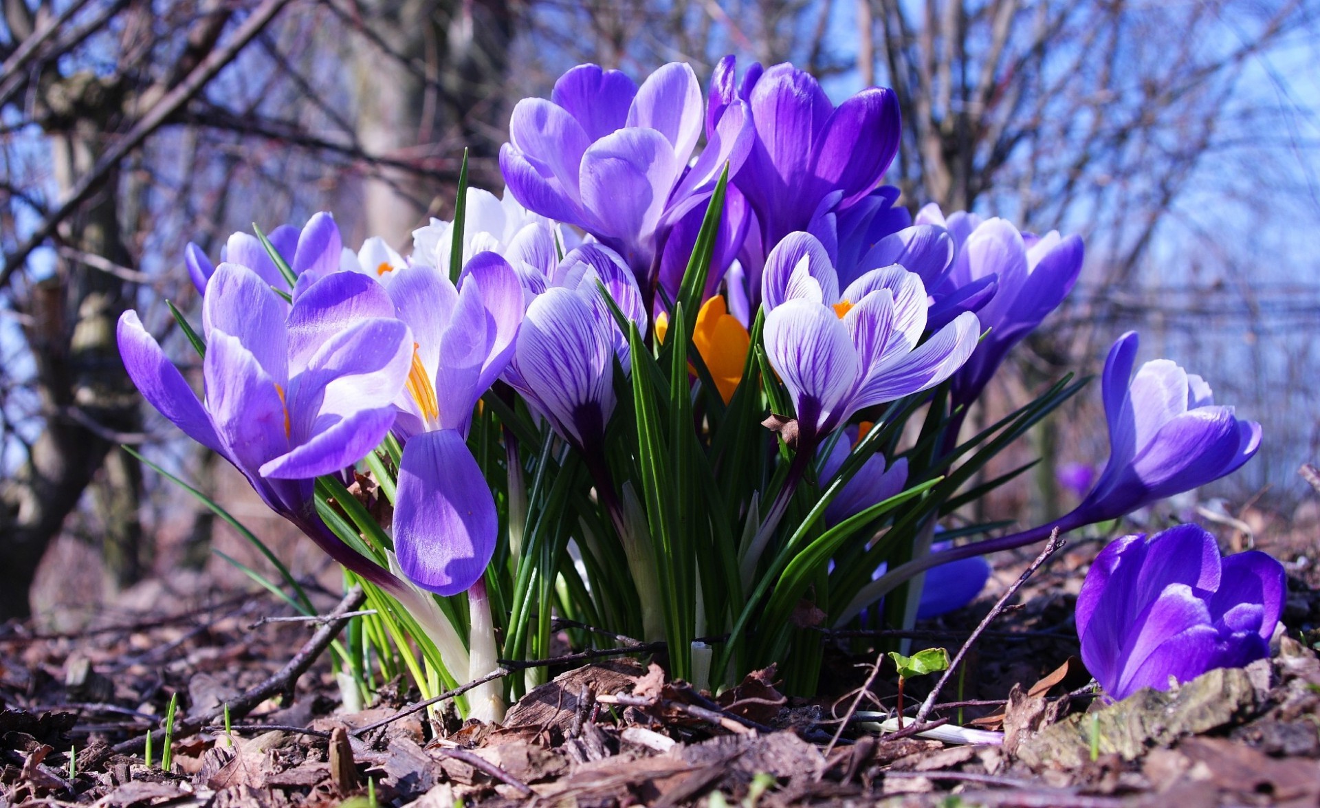 fleurs sauvages nature saison fleur flore feuille jardin bluming parc crocus pétale floral couleur printemps croissance lumineux herbe gros plan beau été