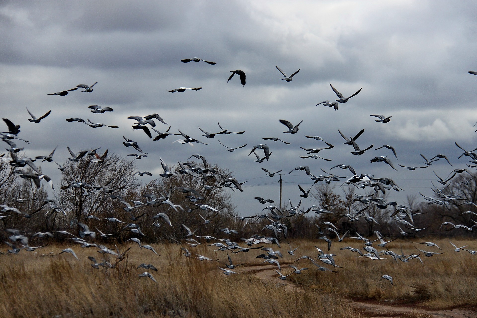 bando de pássaros pássaro vida selvagem natureza ganso voo céu gaivotas animal ao ar livre migração água voar selvagem paisagem água rebanho marcha lago inverno