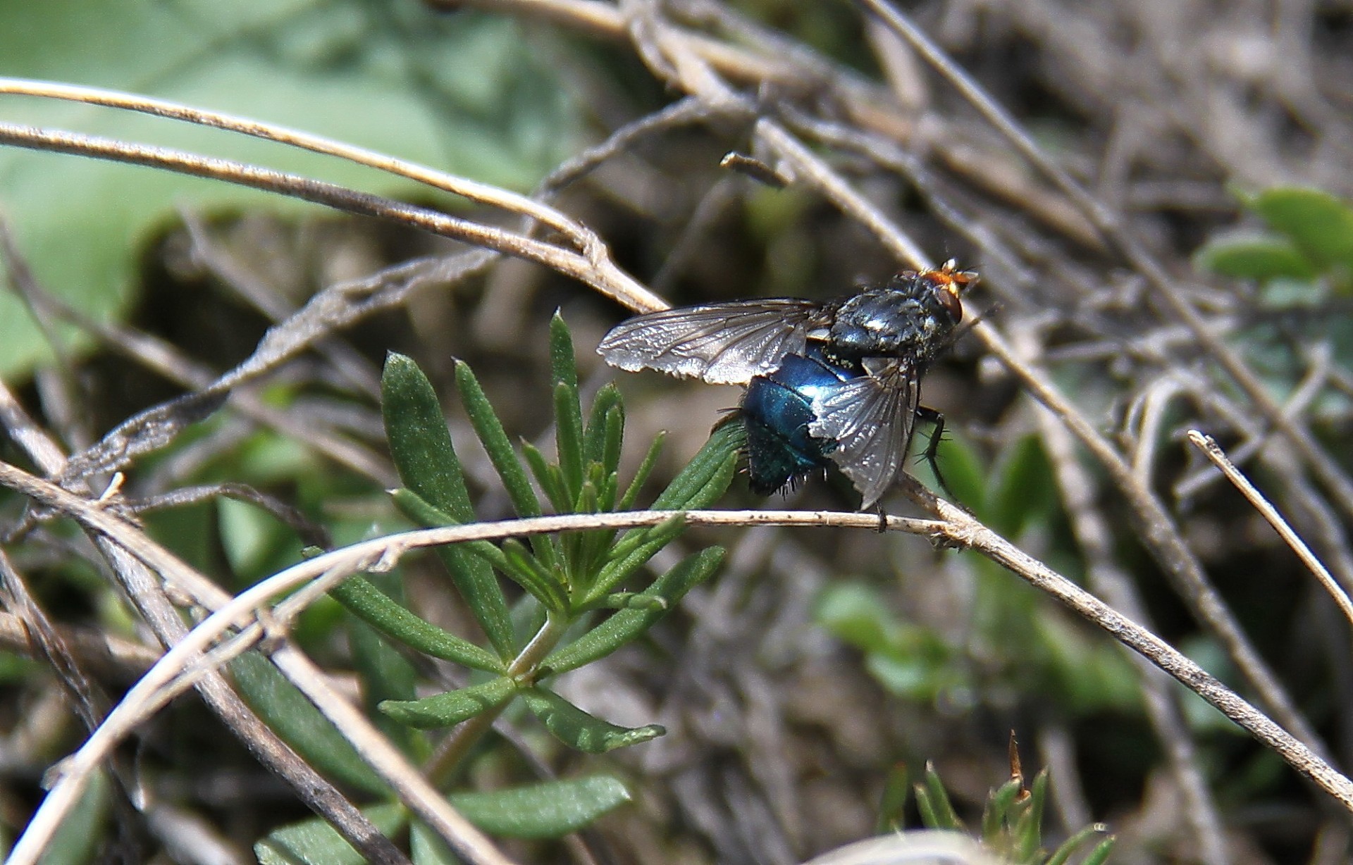 insectos naturaleza animal insecto vida silvestre volar ala al aire libre pájaro primer plano salvaje jardín pequeño cerca color