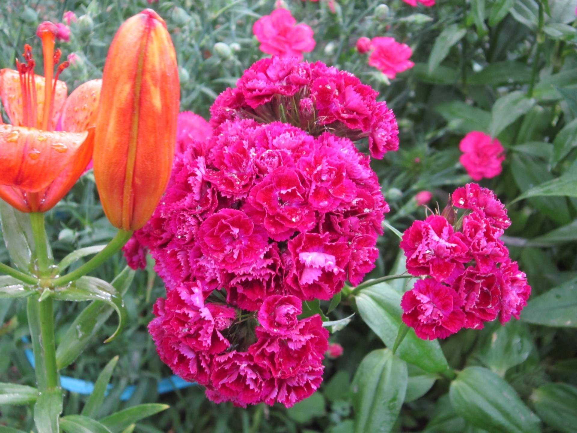 flower beds flower nature flora garden leaf floral summer blooming color bright petal tulip close-up season vibrant bouquet growth park beautiful