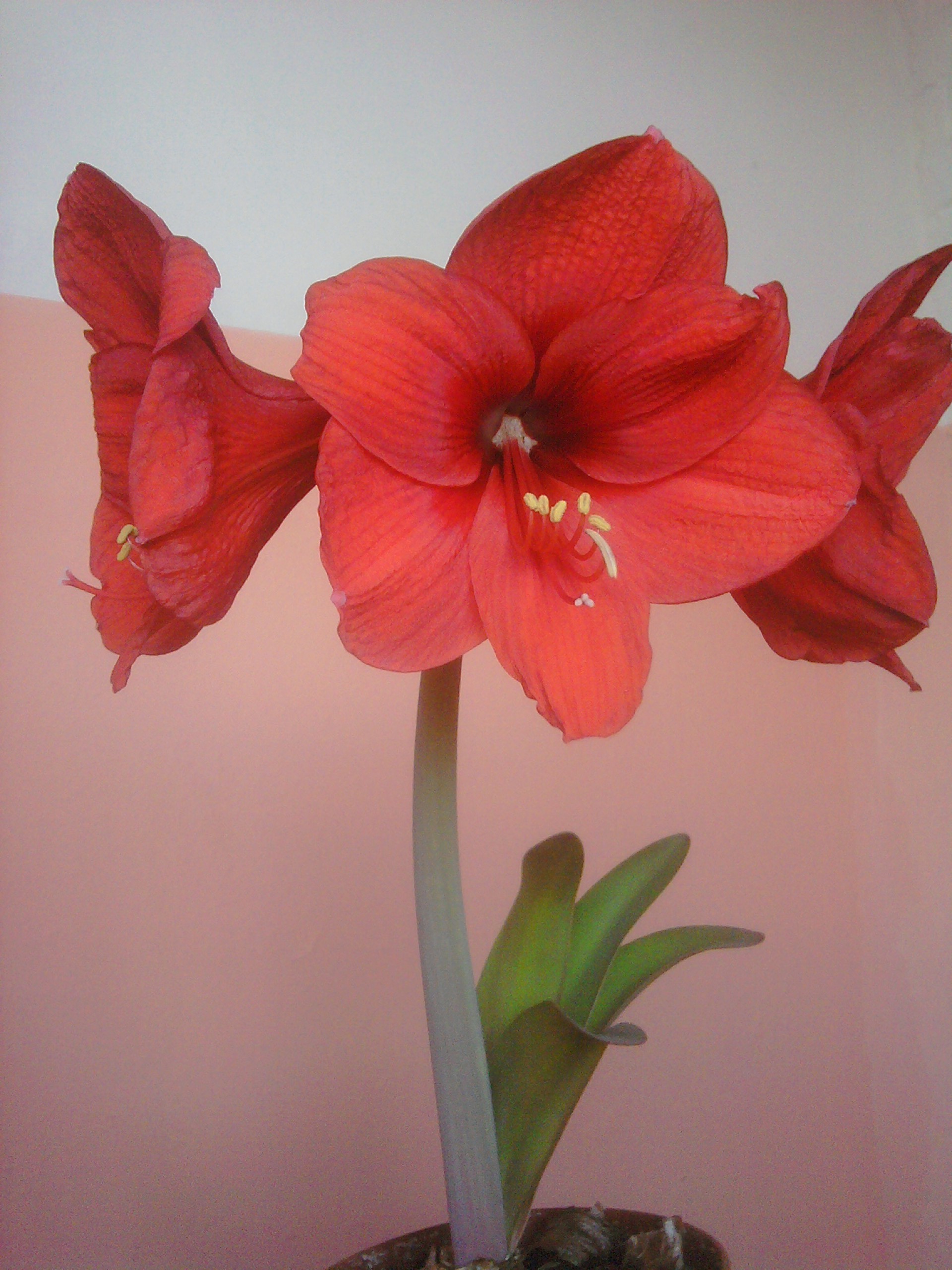 dans un vase ou un pot fleur flore couleur vase nature décoration feuille lumineux floral belle