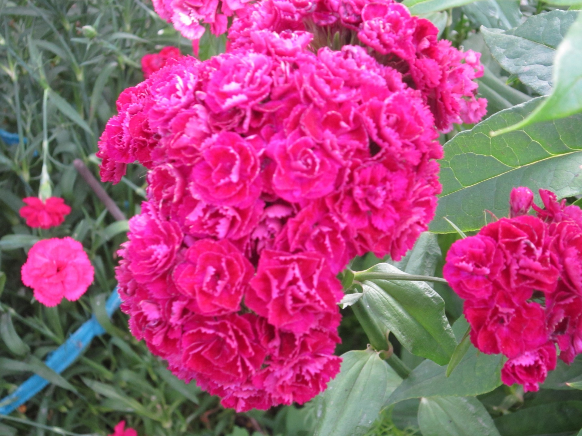 closeup flower flora nature garden floral blooming leaf petal rose summer bouquet color head bright botanical peony beautiful decoration shrub