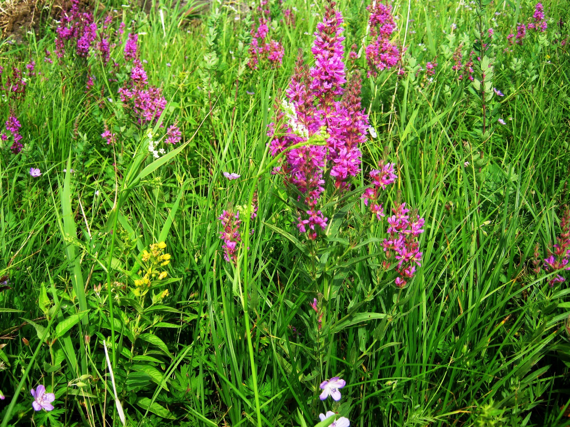 flowers flower nature flora summer hayfield grass field blooming outdoors floral garden leaf wildflower fair weather bright petal season color close-up